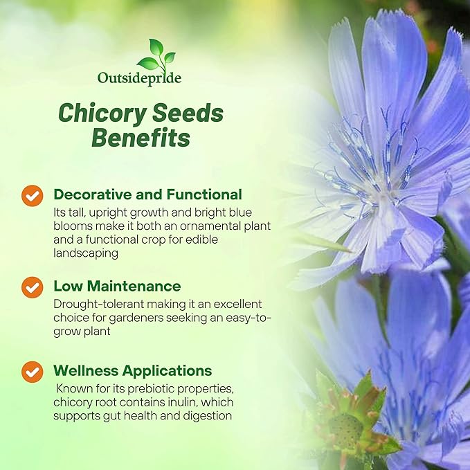 Outsidepride Chicory Seeds for Planting - 1 lb. Perennial, Easy to Grow & Drought Tolerant, Flower Seeds with Clustered Pastel Blue Blooms for Garden Pastures & Wildflower Meadows