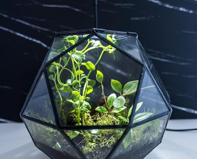 KraftStories Clear Glass Terrarium with Door | Sphere Design Container | Ideal Planter for Moss and Indoor Plants | Maintains Humidity | Self-Sustaining Indoor Garden Ecosystem (Only Terrarium)