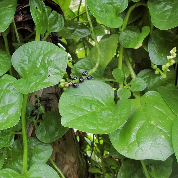 TomorrowSeeds - Giant Malabar Spinach Seeds - 1200+ Count - for 2026 Planting USA Garden Green Vegetable Plant Leaf Kale Lettuce Bloomsdale Cabbage Non-GMO Heirloom Grow Your Own Home Farm Patio