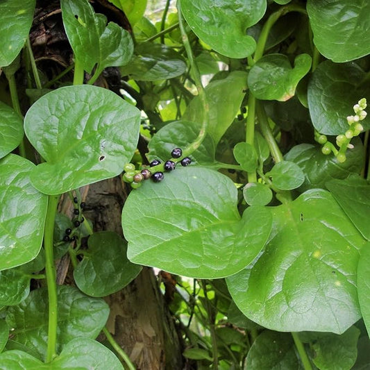 TomorrowSeeds - Giant Malabar Spinach Seeds - 1200+ Count - for 2026 Planting USA Garden Green Vegetable Plant Leaf Kale Lettuce Bloomsdale Cabbage Non-GMO Heirloom Grow Your Own Home Farm Patio