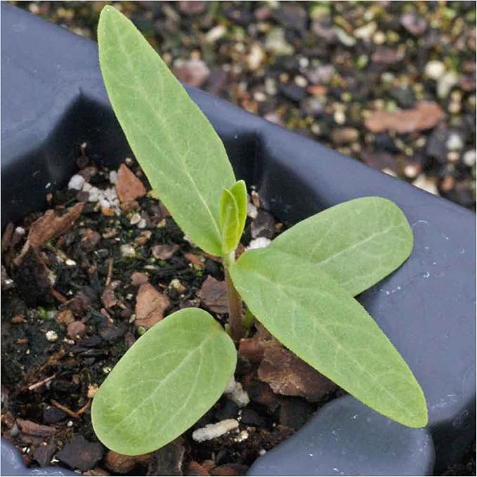 Seed Needs Pink Swamp Milkweed Seeds for Planting - Heirloom & Untreated - Grow a Butterfly Garden to Attract Monarch Butterflies & Pollinators (1 Pack)