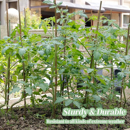 50PCS Bamboo Stakes Bamboo Poles Eco-Friendly Bamboo Support Plant Stakes for Tomato, Bean, Flowers,Trees Potted and Climbing Plant Natural Garden Stakes with 30 Pieces Green Twist Ties(3.0FT)
