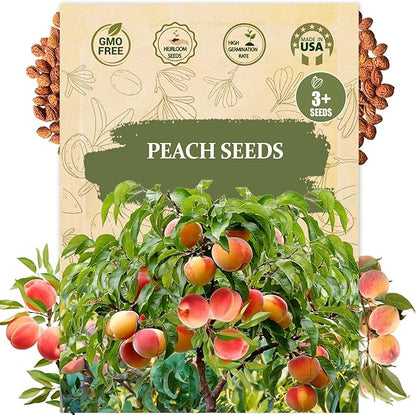 Peach Seeds for Planting – 3 Pcs Peach Tree Seeds for Home Garden, Fruit Tree Seeds for Backyard Orchard, Growing Instructions Included