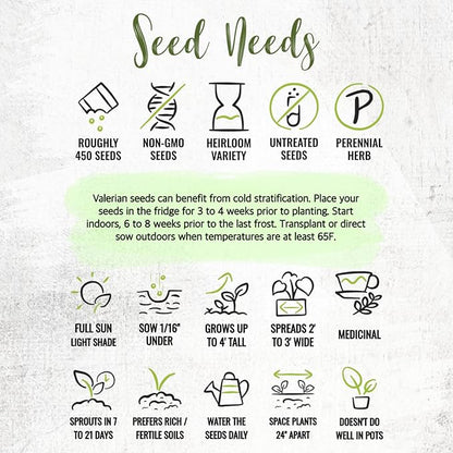 Seed Needs Valerian Seeds for Planting Stink Root Plants - Non-GMO Heirloom & Untreated Perennial Medicinal Herb Seed to Plant a Home Grown Outdoor Garden (2 Packs)