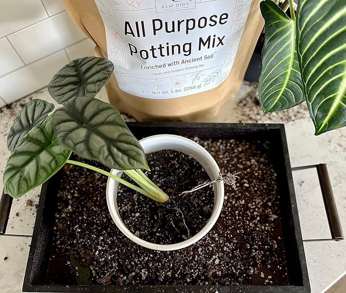 Elm Dirt Potting Soil Indoor & Outdoor Plants - All Purpose Potting Mix Ancient Soil for House Plants | Premium Nutrition for Garden Soil - All Purpose Formula for Vegetables, Flowers and Herbs(5 lbs)