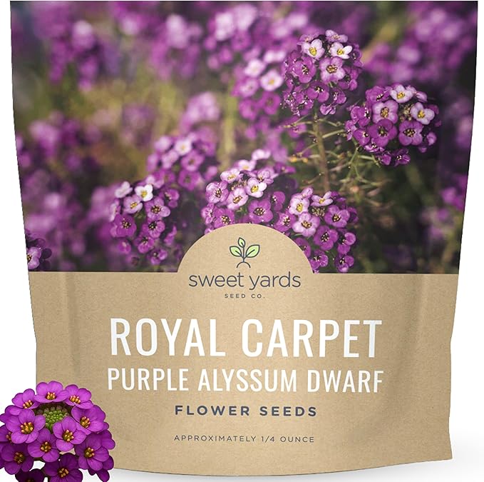Alyssum Dwarf Purple – Royal Carpet – Large 1/4 Ounce Seed Packet – 17,000 Flower Seeds for Planting – Lobularia maritima