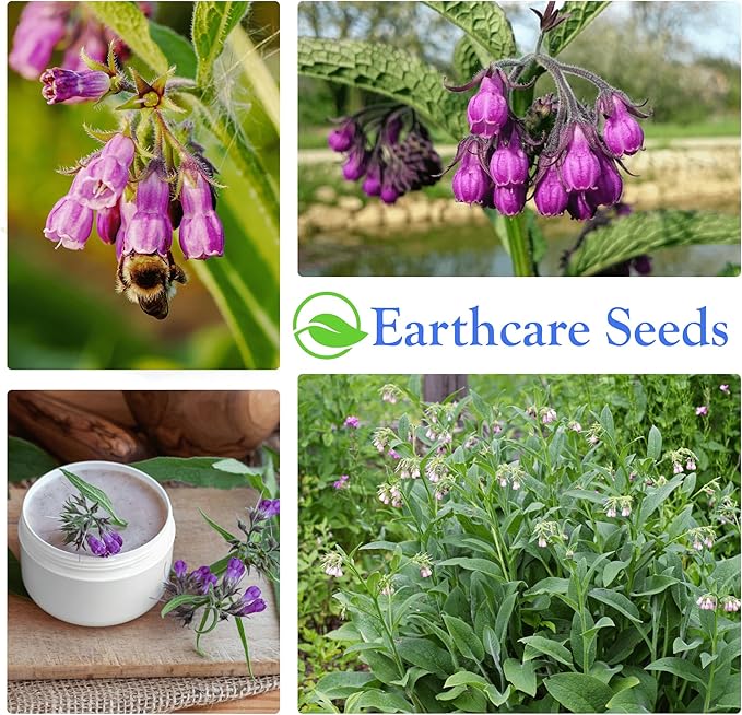 True Comfrey 50 Seeds (Symphytum officinale) Non GMO, Heirloom