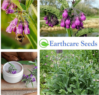 True Comfrey 50 Seeds (Symphytum officinale) Non GMO, Heirloom
