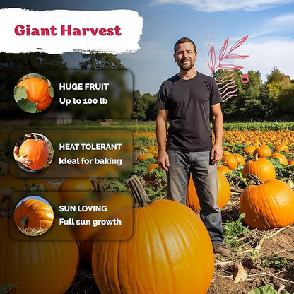 KVITER 25 Big Max Pumpkin Seeds for Planting (Cucurbita Pepo) – Giant Heirloom & Organic Pumpkin Seeds, Up to 100 lbs – Ideal Vegetable Seed Packets for Home Outdoor Garden