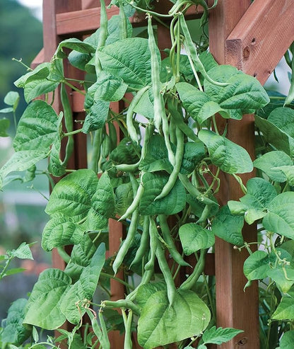 Burpee Kentucky Blue Pole Bean Seeds 8 ounces of seed