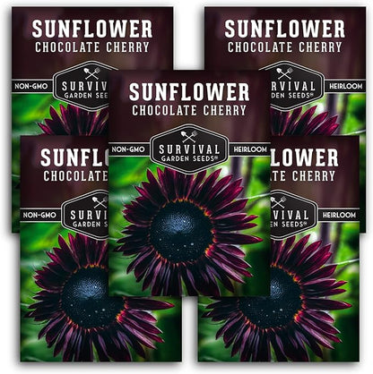 Chocolate Cherry Sunflower Seeds for Planting | Rare Burgundy Black Blooms, 6-7ft Giant Non-GMO Heirloom Flower - Survival Garden Seeds (5 Packs)