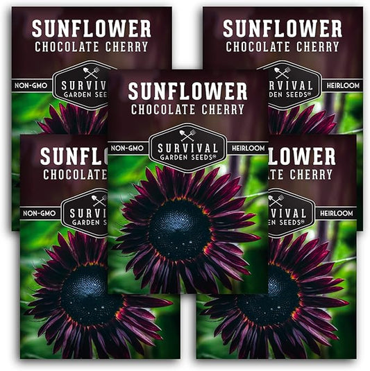 Chocolate Cherry Sunflower Seeds for Planting | Rare Burgundy Black Blooms, 6-7ft Giant Non-GMO Heirloom Flower - Survival Garden Seeds (5 Packs)