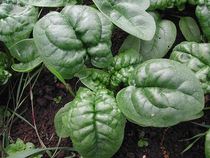 4800 Organic Bloomsdale Long Standing Spinach Seeds Heirloom Non GMO 2 Ounces of Seeds Garden Vegetable Bulk Survival Microgreens Sprouts Baby Greens