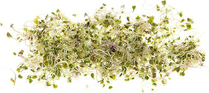 Broccoli Seeds for Sprouting & Microgreens | Calabrese Variety | Non GMO & Heirloom Seeds | Bulk 1 LB Resealable Bag | Rainbow Heirloom Seed Co.