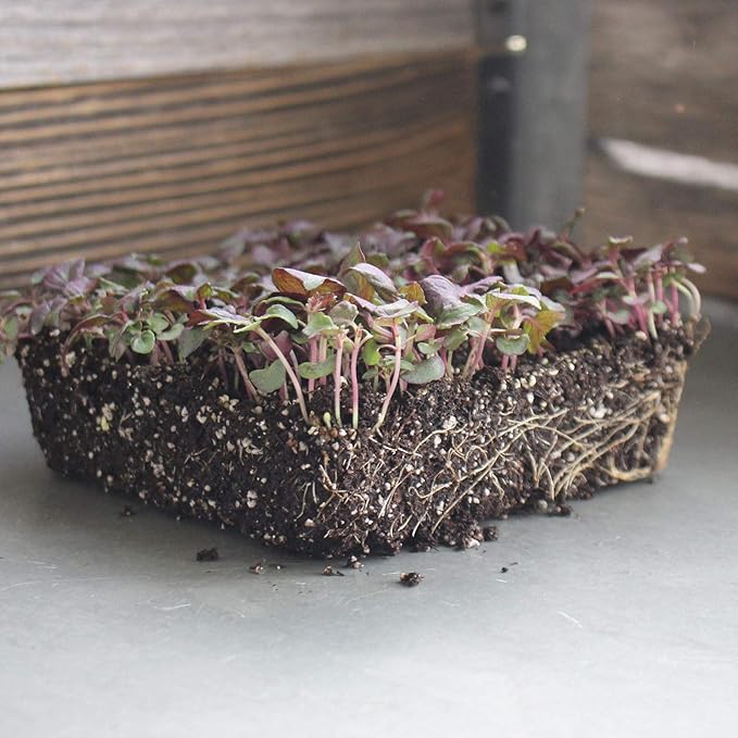 Shiso Seeds - Purple - 0.25 Oz - Non-GMO Herb Garden & Microgreens/Micro Herbs - AKA: Perilla, Beefsteak Plant
