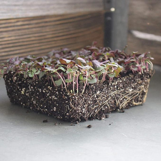 Shiso Seeds - Purple - 4 Oz - Non-GMO Herb Garden & Microgreens/Micro Herbs - AKA: Perilla, Beefsteak Plant