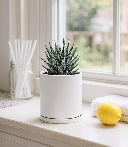 D'vine Dev Double-Layer Planter Set – Rotating Plastic Cachepot with Clear Inner Liner for Root Health, Perfect for Indoor Plants, 4.5", White, 73-U-A-1