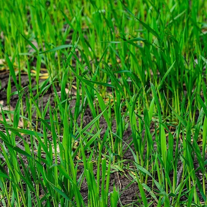 Winter Rye Grass Seed Grass Fall Mix Ryegrass Seeds for Lawn No Till Food Plot Seed Fall Cover Crop Mix by Old Cobblers Farm (5 lbs | 10 lbs | 15 lbs | 20 lbs) (5 lbs)