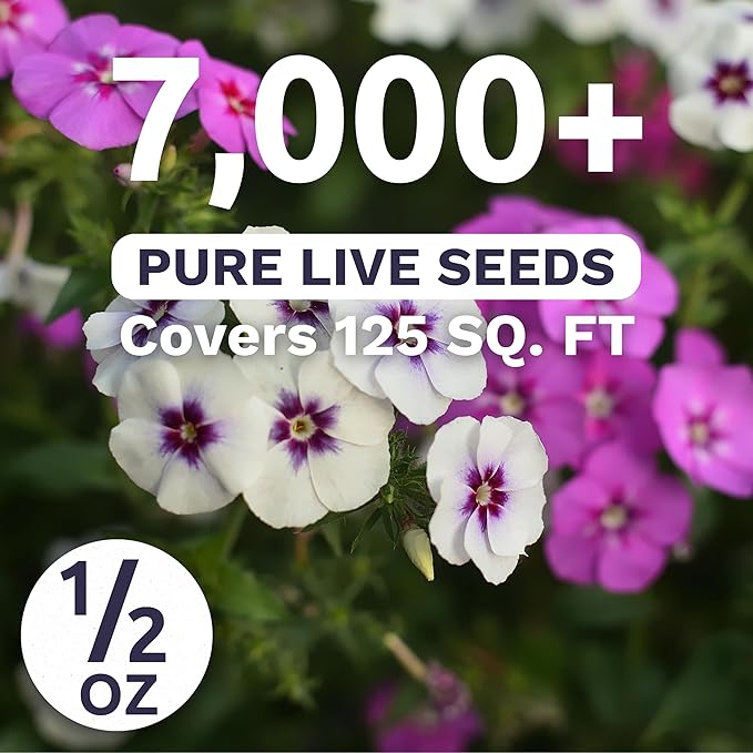 Phlox Annual Blend – Large 1/2 Ounce Seed Packet – 7,000 Flower Seeds for Planting – Phlox drummondii