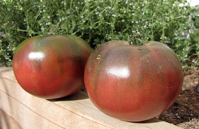 Seeds Black Elephant Tomato Determinate Non GMO Vegetable for Planting