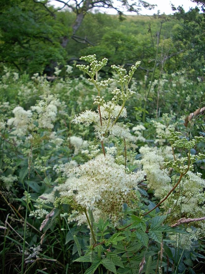 Meadowsweet 350 Seeds (Filipendula ulmaria) Heirloom - Open Pollinated