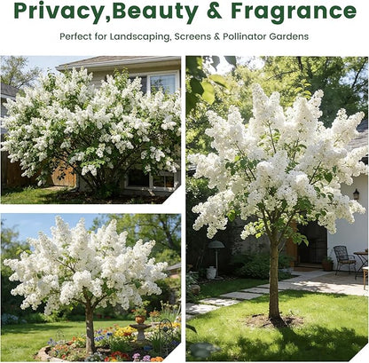 White Japanese Lilac Tree Seeds - 100 Non-GMO Heirloom Seeds for Planting, Fragrant Flowering Tree for Pollinator Gardens, Landscaping & Privacy Screens, USDA Zones 3-7