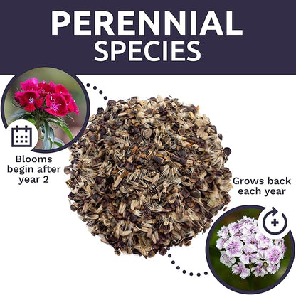 Perennial Wildflower Seeds Mixture - Bulk 1/4 Pound Bag - Over 60,000 Pure Live Seed - Open Pollinated and Non GMO