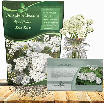 Outsidepride Achillea Millefolium Wild White Yarrow Seeds - 1 Lb. Perennial Flower Seeds, Drought Resistant, Low Maintenance & Easy Planting for Beautiful Garden & Fireflies Attraction