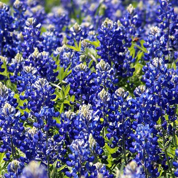 1000+ Texas Bluebonnet Seeds for Planting - Annual Lupinus Texensis, Heirloom Quality, Drought-Tolerant Wildflower Seeds Attracts Pollinators
