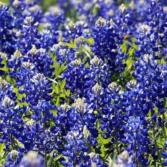 1000+ Texas Bluebonnet Seeds for Planting - Annual Lupinus Texensis, Heirloom Quality, Drought-Tolerant Wildflower Seeds Attracts Pollinators