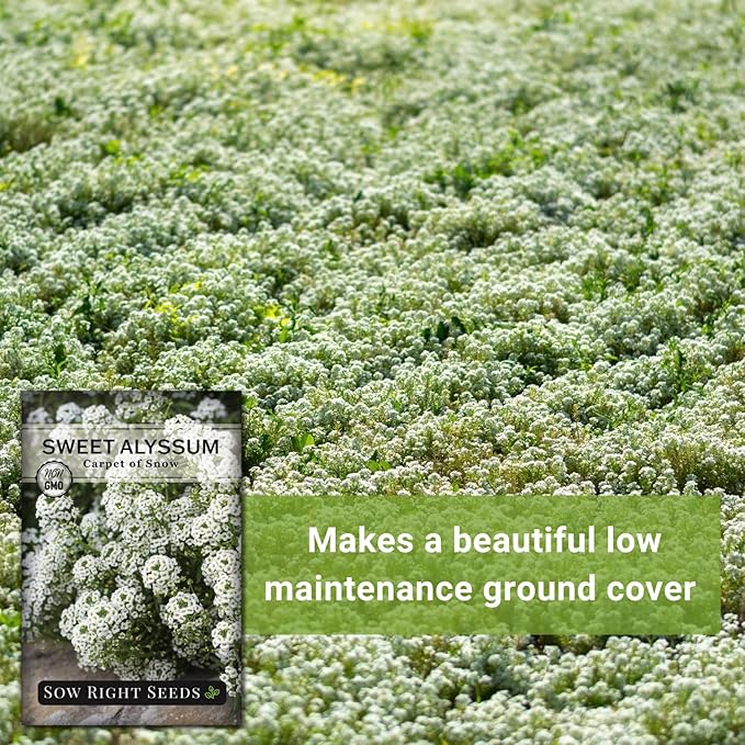 Sow Right Seeds - Sweet Alyssum White Carpet of Snow Flower Seeds for Planting - Non-GMO Heirloom Packet with Instructions to Plant in Your Garden - White Perennial - Groundcover with Blooms (4)