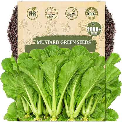 Rare Mustard Greens Seeds – 2000+ Seeds Heirloom Non-GMO, Fast-Growing Mustard Plant Seeds for Home Garden, Microgreens, and Cooking - Original Bold & Peppery Flavor