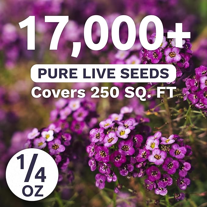 Alyssum Dwarf Purple – Royal Carpet – Large 1/4 Ounce Seed Packet – 17,000 Flower Seeds for Planting – Lobularia maritima