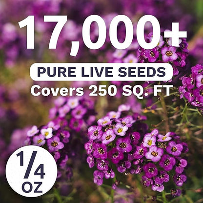Alyssum Dwarf Purple – Royal Carpet – Large 1/4 Ounce Seed Packet – 17,000 Flower Seeds for Planting – Lobularia maritima