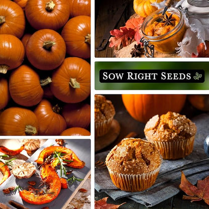 Sow Right Seeds - Small Sugar Pumpkin Seed for Planting - Non-GMO Heirloom Packet with Instructions to Plant a Home Vegetable Garden - Mini Orange Sugar Variety on Long Vines - Fast Growing (3)