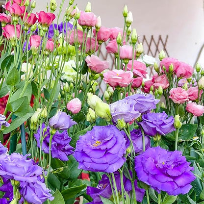 2000+ Lisianthus Seeds for Planting - 2 Pack Mixed Color Perennial Eustoma Grandiflorum Seeds for 2026, Thornless Rose Flowers Seed for Planting, Wildflower, Non-GMO, Garden, Indoor Blooms