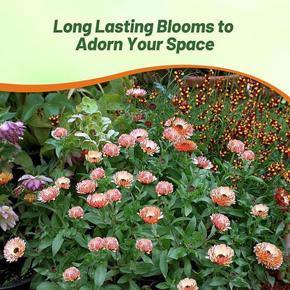 Outsidepride Bronzed Beauty Calendula Seeds - 200 Pcs Annual Edible Flower Seeds for Planting for Dishes & Wellness Uses, with Vibrant Blooms for Cut Flower, Container, & Pollinator Gardens