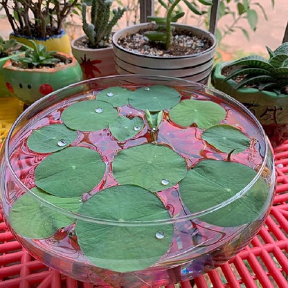 1 PCS Large Lotus Bowl Planter Round Lotus Bowl Glass Lotus Flower Bowl Lotus Bowls for Planting in Water Indoors Applicable to Bonsai Bowl Lotus Flower Hydroponic Plant Home Decor (9.8IN)