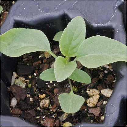 Seed Needs Sapphire Blue Sage Seeds for Planting - Heirloom & Open Pollinated Salvia - Grow a Butterfly Garden with Perennial Flowering Plants (10 Packs)