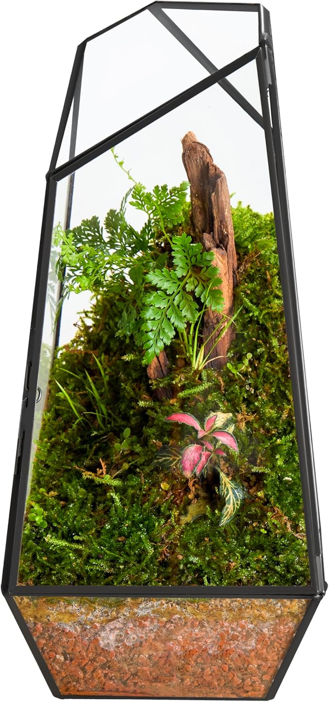FISCRAT Tabletop Glass Terrarium -5"x5"x10.8" Black Metal Frame Indoor Plant Display Container with Openable Door, Low Maintenance Succulent Ecosystem, Space Saving Art Decor (Plants Not Included)