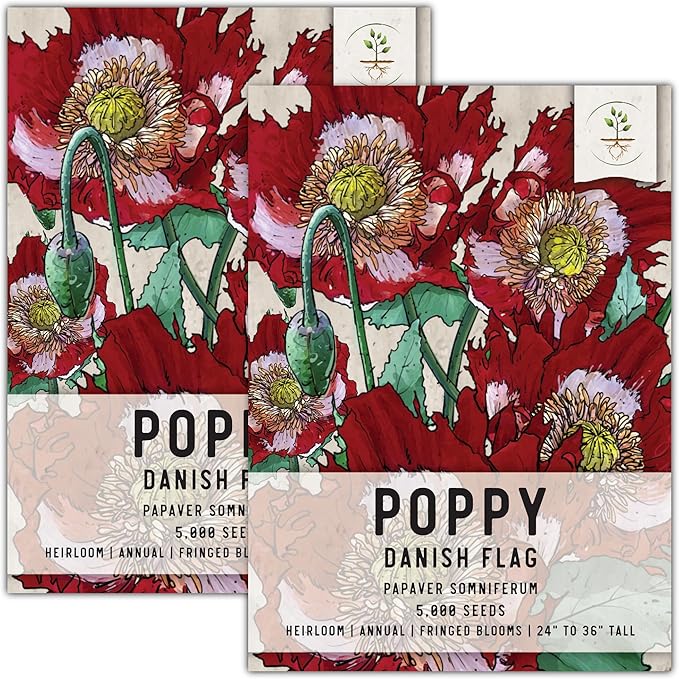 Seed Needs Danish Flag Poppy Seeds for Planting - Heirloom & Open Pollinated Annual Flowers - Attracts Pollinators/Butterflies to a Butterfly Garden (2 Packs)