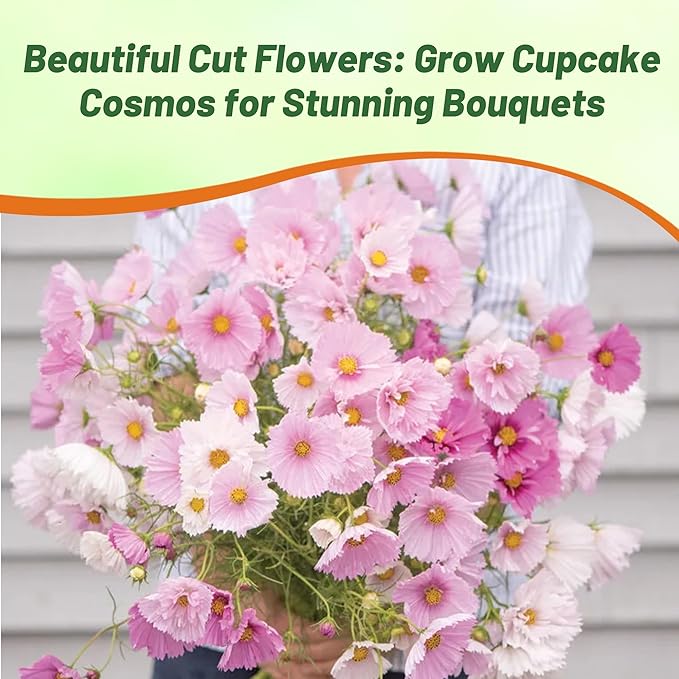 Outsidepride Cupcakes Blush Cosmos Bipinnatus Seeds - 100 Pcs Annual, Easy to Grow & Drought Tolerant Flower Seeds for Planting w/Finely Pleated Blooms, Ideal for Cut Flower & Wildflower Meadows