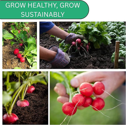 Champion Radish Seeds for Planting – Heirloom, Non-GMO Radish Seeds for Home Gardens, Fast Growing Red Radishes for Fresh Eating | Woods Creek Seeds