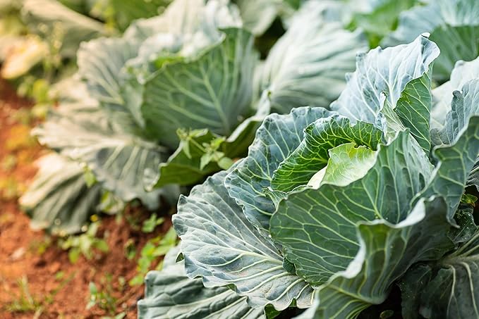 Copenhagen Cabbage Seeds for Planting – Plant & Grow Heirloom Copenhagen Cabbage in Home Outdoor Vegetable Garden, Brassica oleracea VAR. capitata – 5 Packets