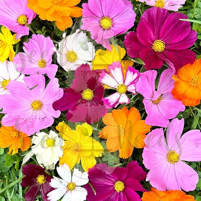 Seed Needs Butterfly Garden Bulk Seed Variety Collection - 4 Large Pouches Pure Live Seed No Filler - Crazy Cosmos, California Giants Zinnia, Crazy Sunflower & Butterfly Wildflower Mix