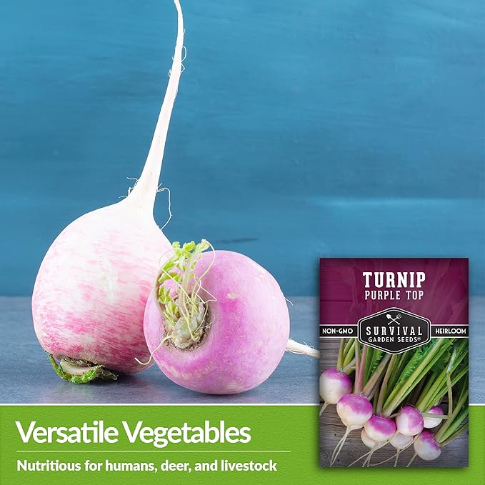 Turnip Seeds for Planting | Purple Top Heirloom Non-GMO Variety | Root Vegetable for Fall & Spring Home Gardens - Survival Garden Seeds (1 Pack)