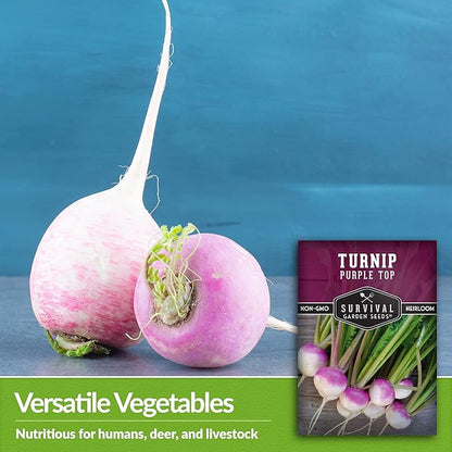 Turnip Seeds for Planting | Purple Top Heirloom Non-GMO Variety | Root Vegetable for Fall & Spring Home Gardens - Survival Garden Seeds (2 Packs)