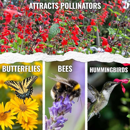 Seed Needs, Scarlet Red Sage Seeds - 800 Heirloom Seeds for Planting Salvia coccinea - Perennial Wildflower for an Outdoor Garden, Open Pollinated & Attracts Pollinators (1 Pack)