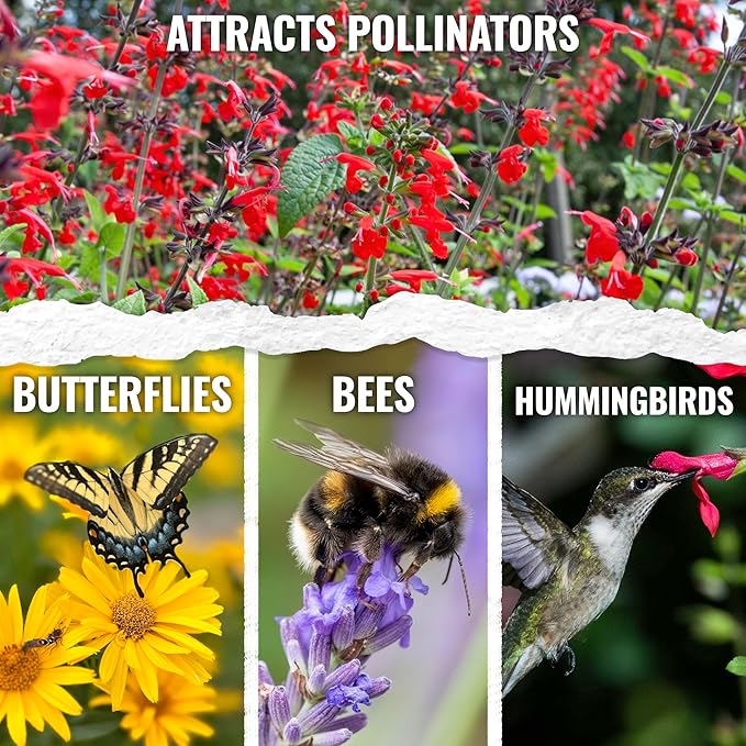 Seed Needs, Scarlet Red Sage Seeds - 800 Heirloom Seeds for Planting Salvia coccinea - Perennial Wildflower for an Outdoor Garden, Open Pollinated & Attracts Pollinators (5 Packs)