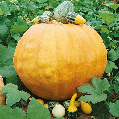 Eden Brothers Pumpkin Seeds - Big Max Non-GMO Seeds for Planting, 1/4 Pound | High-Yielding, Fast Growing Vegetable Seeds, Plant During Warm Season, Zones 3, 4, 5, 6, 7, 8, 9, 10